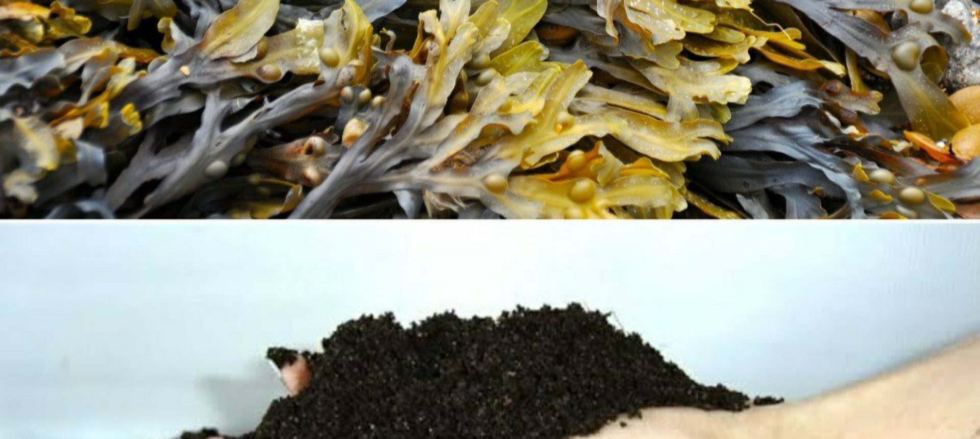 تاثیر جلبک دریایی بر روی فلفل دلمه