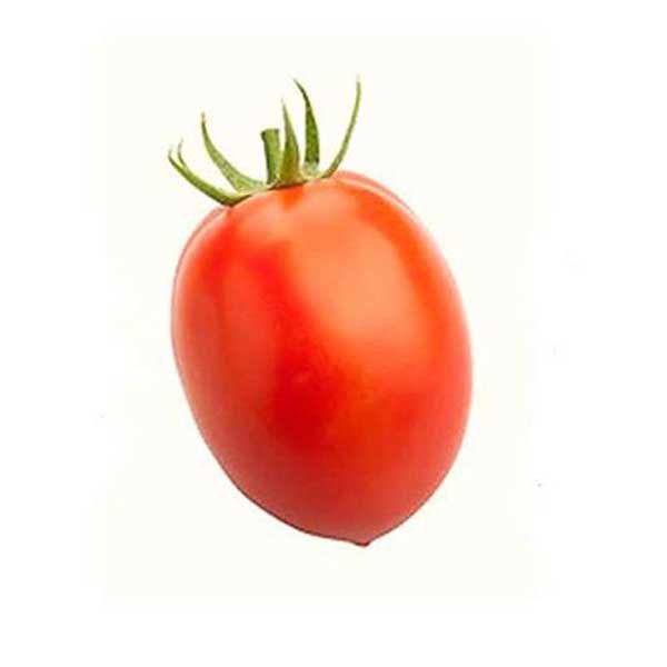 بذر گوجه فرنگی
